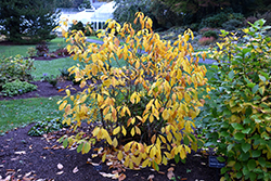 Spicebush (Lindera benzoin) at Stonegate Gardens