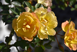 Sunshine Happy Trails Rose (Rosa 'WEKsusacofloc') at Stonegate Gardens