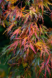 Cutleaf Japanese Maple (Acer palmatum 'Dissectum') at Lakeshore Garden Centres