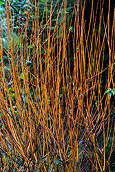 Flame Willow (Salix 'Flame') at Stonegate Gardens