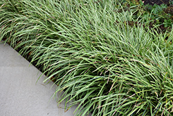 Ice Dance Sedge (Carex morrowii 'Ice Dance') at Lakeshore Garden Centres