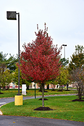 Redpointe Red Maple (Acer rubrum 'Frank Jr.') at Lakeshore Garden Centres