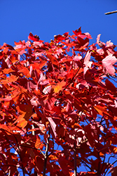 October Glory Red Maple (Acer rubrum 'October Glory') at Stonegate Gardens