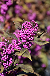 Pearl Glam Beautyberry (Callicarpa 'NCCX2') at Lakeshore Garden Centres
