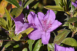 Mildred Mae Azalea (Rhododendron 'Mildred Mae') at Stonegate Gardens