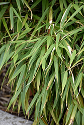 Scabrida Bamboo (Fargesia scabrida) at Lakeshore Garden Centres
