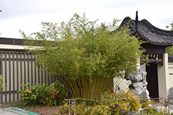 Bisset's Bamboo (Phyllostachys bissetii) at Stonegate Gardens