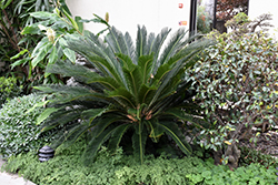 Japanese Sago Palm (Cycas revoluta) at Stonegate Gardens