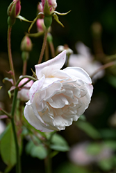 Spice Rose (Rosa 'Spice') at Lakeshore Garden Centres