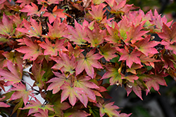 Siebold Maple (Acer sieboldianum) at Stonegate Gardens