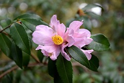 Ashton's Pride Camellia (Camellia 'Ashton's Pride') at Stonegate Gardens