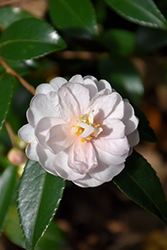 Winter's Rose Camellia (Camellia 'Winter's Rose') at Stonegate Gardens