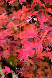 Redpointe Red Maple (Acer rubrum 'Frank Jr.') at Stonegate Gardens