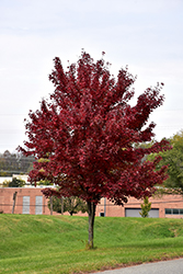 Brandywine Red Maple (Acer rubrum 'Brandywine') at Stonegate Gardens