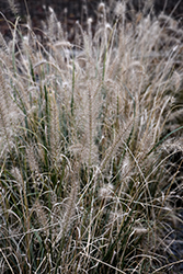 Fountain Grass (Pennisetum alopecuroides) at Lakeshore Garden Centres