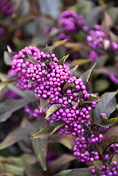Pearl Glam Beautyberry (Callicarpa 'NCCX2') at Stonegate Gardens