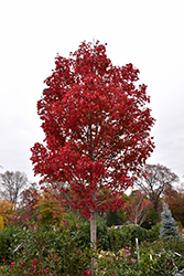 October Glory Red Maple (Acer rubrum 'October Glory') at Stonegate Gardens