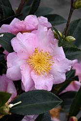 Londontowne Blush Camellia (Camellia 'Londontowne Blush') at Stonegate Gardens