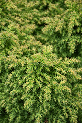 Ryokogu Coyokyu Japanese Cedar (Cryptomeria japonica 'Ryokogu Coyokyu') at Stonegate Gardens