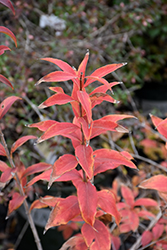 Fragrant Abelia (Abelia mosanensis) at Lakeshore Garden Centres
