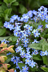 Mon Amie Blue Forget-Me-Not (Myosotis sylvatica 'Mon Amie Blue') at A Very Successful Garden Center