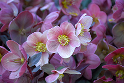 Pink Frost Hellebore (Helleborus 'COSEH 710') at Lakeshore Garden Centres