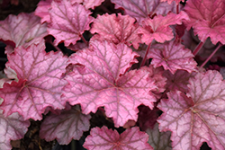Berry Smoothie Coral Bells (Heuchera 'Berry Smoothie') at The Mustard Seed