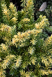 Golden Pacific Shore Juniper (Juniperus conferta 'sPg-3-016') at Lakeshore Garden Centres