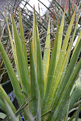 Excalibur Adam's Needle (Yucca filamentosa 'Excalibur') at Lakeshore Garden Centres
