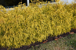 Golden Charm Falsecypress (Chamaecyparis pisifera 'Golden Charm') at Stonegate Gardens