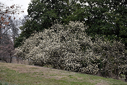 Norman Gould Magnolia (Magnolia x loebneri 'Norman Gould') at Stonegate Gardens