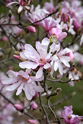 Leonard Messel Magnolia (Magnolia x loebneri 'Leonard Messel') at A Very Successful Garden Center