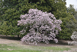 Leonard Messel Magnolia (Magnolia x loebneri 'Leonard Messel') at Lakeshore Garden Centres
