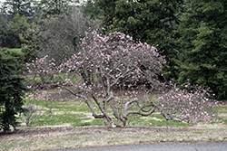 Rubra Red Star Magnolia (Magnolia stellata 'Rubra') at Stonegate Gardens