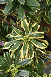 Moonlight Parfait Winter Daphne (Daphne odora 'MonStrk') at Lakeshore Garden Centres