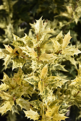 Variegated False Holly (Osmanthus heterophyllus 'Goshiki') at Lakeshore Garden Centres