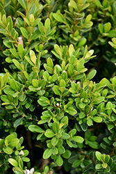 Baby Jade Boxwood (Buxus microphylla 'Grejade') at Stonegate Gardens