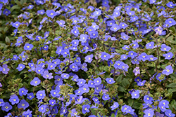Georgia Blue Speedwell (Veronica peduncularis 'Georgia Blue') at Lakeshore Garden Centres