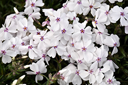 Amazing Grace Moss Phlox (Phlox subulata 'Amazing Grace') at Lakeshore Garden Centres