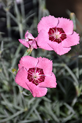 Scent From Heaven Angel Of Peace Pinks (Dianthus 'Angel Of Peace') at Stonegate Gardens