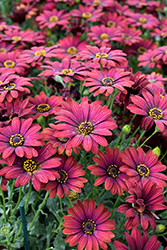 Zion Red African Daisy (Osteospermum 'Zion Red') at Stonegate Gardens