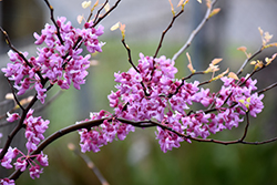 Gold Crown Redbud (Cercis canadensis 'Gold Crown') at Stonegate Gardens