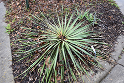 Arkansas Yucca (Yucca arkansana) at Stonegate Gardens