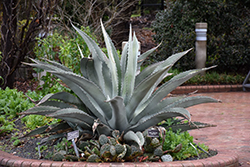 Rough Century Plant (Agave asperrima) at A Very Successful Garden Center