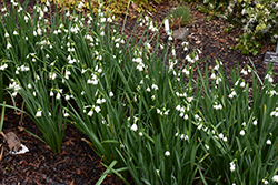 Gravetye Giant Summer Snowflake (Leucojum aestivum 'Gravetye Giant') at Lakeshore Garden Centres