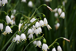 Gravetye Giant Summer Snowflake (Leucojum aestivum 'Gravetye Giant') at Lakeshore Garden Centres