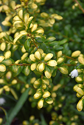 Drops Of Gold Japanese Holly (Ilex crenata 'Drops Of Gold') at Stonegate Gardens
