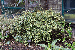 Chirifu Variegated Silverberry (Elaeagnus pungens 'Chirifu') at Stonegate Gardens