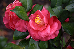 Anacostia Camellia (Camellia japonica 'Anacostia') at Lakeshore Garden Centres