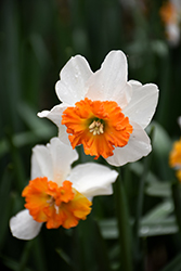 Bella Vista Daffodil (Narcissus 'Bella Vista') at Stonegate Gardens